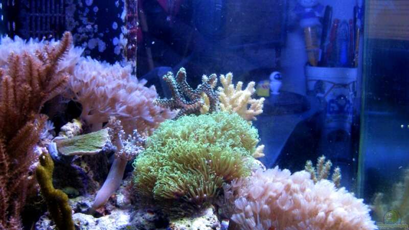 Technik im Aquarium Small Blue reef von Maclya (5)