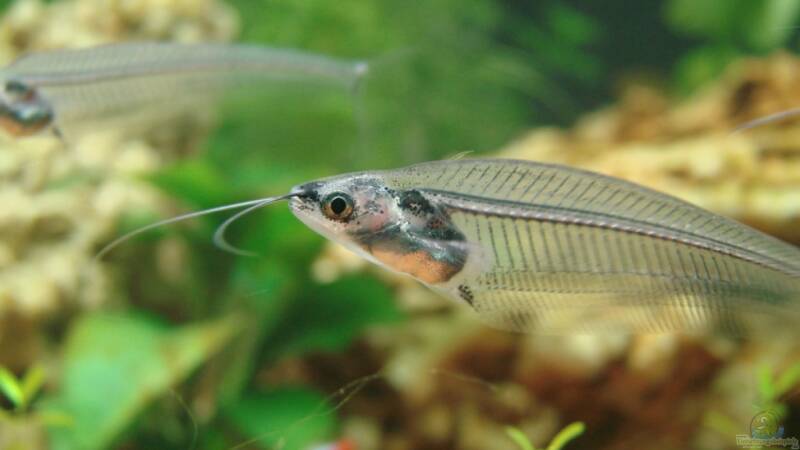 Kryptopterus vitreolus - Indischer Glaswels: Alle Infos