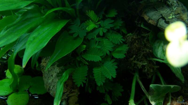 Pflanzen im Aquarium Guppybach-Paludarium - einheimische Guppies von schnitzler (22)