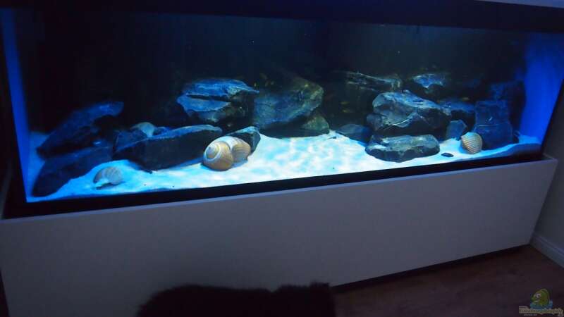 Aquarium Mbuna meets Basalt von Andriko (10)