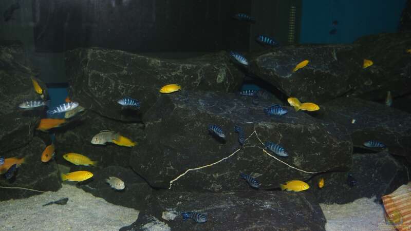 Besatz im Aquarium Mbuna meets Basalt von Andriko (44)