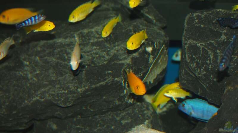 Besatz im Aquarium Mbuna meets Basalt von Andriko (63)
