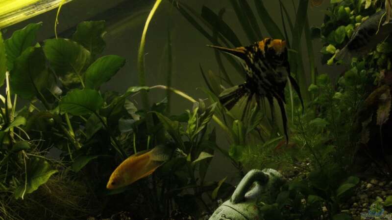 Pflanzen im Aquarium Mein Schatz von AndyK (2)