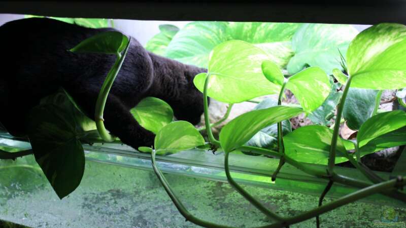 Auch eine Bengalkatze mag Wasser und Aquarien von Falk (37)