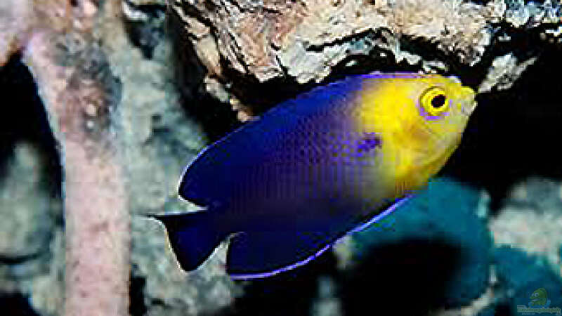 Centropyge deborae im Aquarium halten (Einrichtungsbeispiele für Blauer Zwergkaiserfisch)