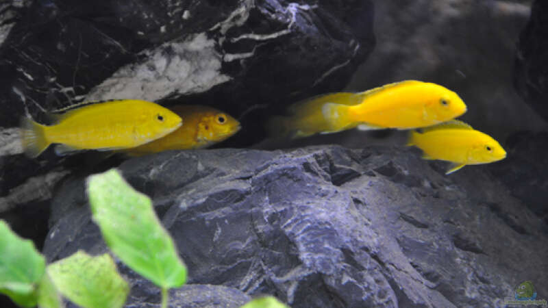 Labidochromis Caeruleus Yellow von SirHawkman (4)