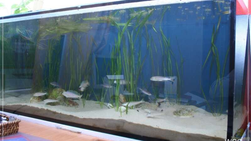 Aquarium Sonnenbank von wolf87 (2)