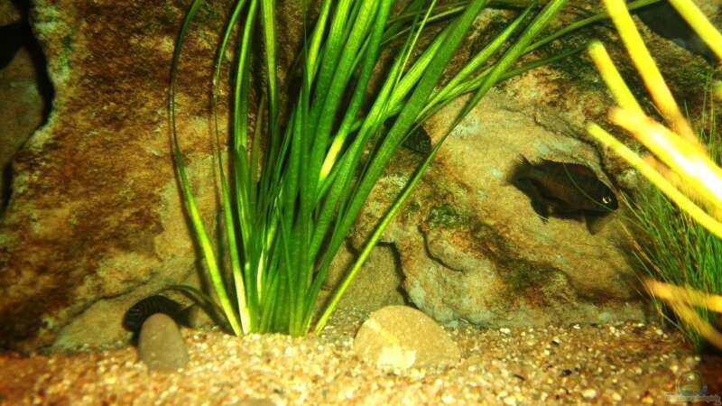 Besatz im Aquarium Grünes Tanganjika von Enis Caliskan (5)