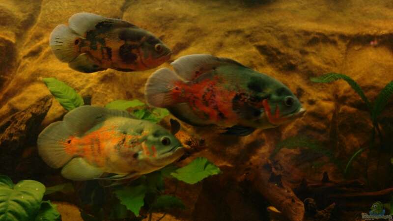 Besatz im Aquarium Südtirols Amazonas von Paul Kerschbaumer (16)