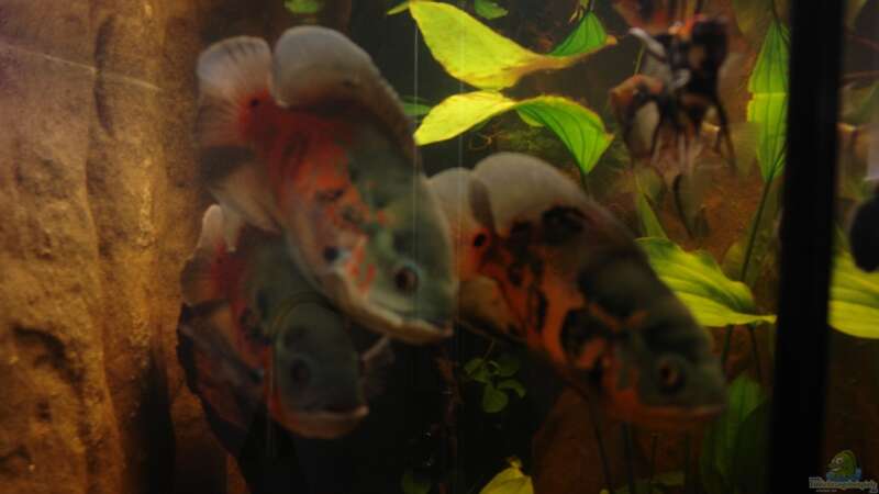 Besatz im Aquarium Südtirols Amazonas von Paul Kerschbaumer (17)