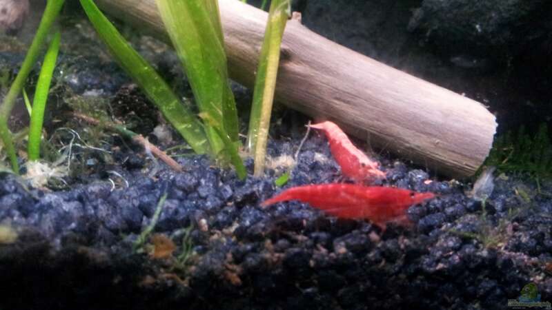 Red Fire Zwerg Garnelen (Neocaridina heteropoda var. Red) von Newbie (53)