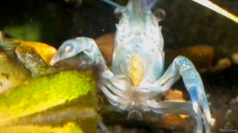 Procambarus dupratzi Männchen beim fressen (leider gestorben) von Marci (17)