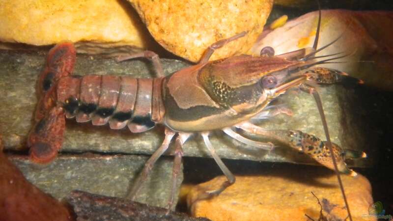 Procambarus dupratzi Weibchen von Marci (15)