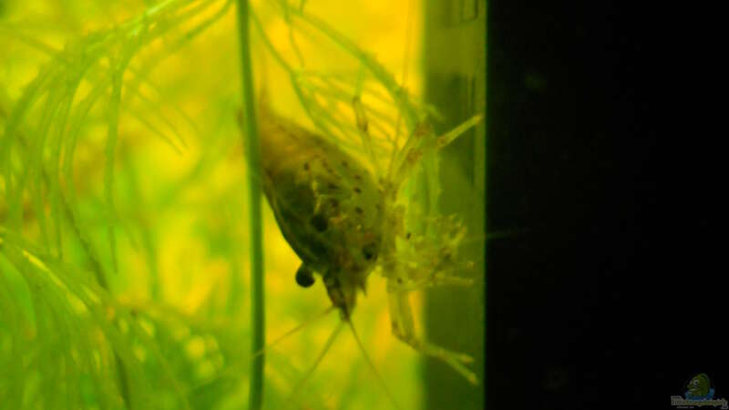 Besatz im Aquarium Becken aufgelöst von Felisa Hausott (9)
