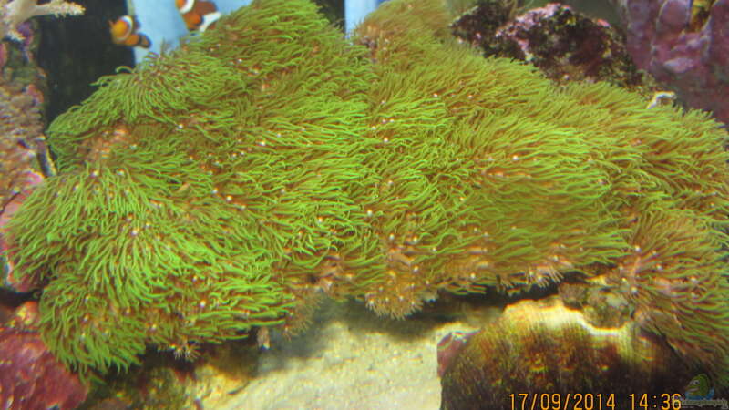 grüne Röhrenkoralle von lippfisch (6)