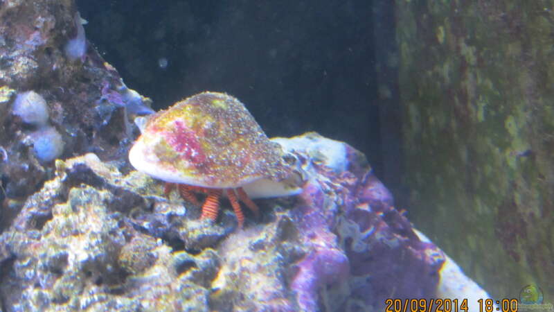 Rote Ringelsocken Krabbe von lippfisch (28)