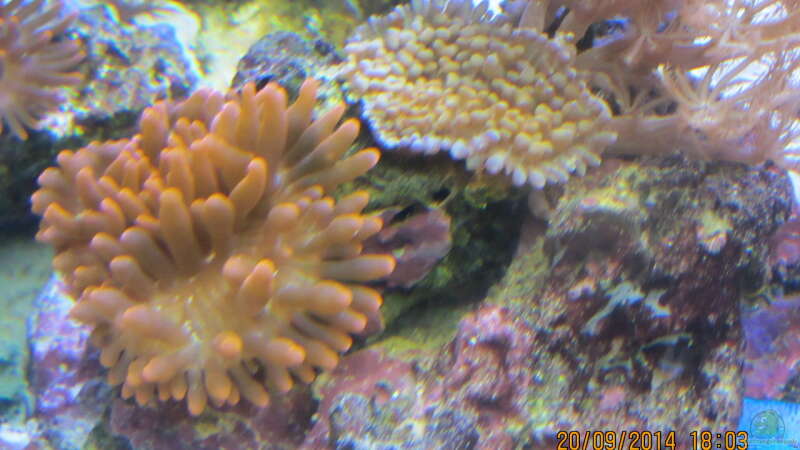 Steinkorallen von lippfisch (42)