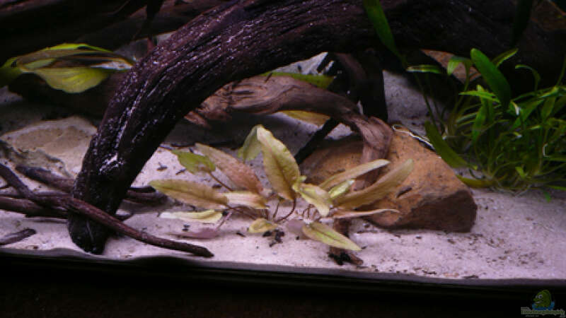Pflanzen im Aquarium Kakadus von Cichlid Power (11)