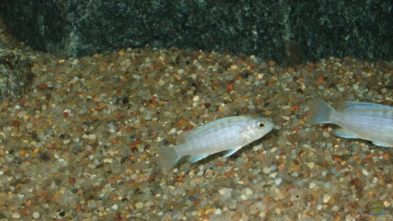 Labidochromis chisemulae von Crenii (36)