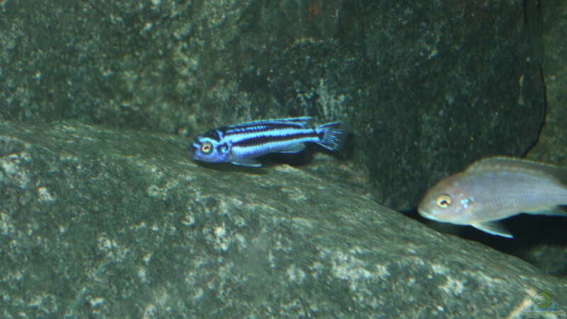 Melanochromis, auch als Winzling schon eine Augenweide von Crenii (67)