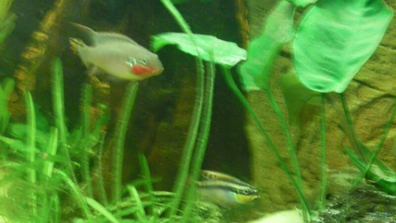 Pelvicachromis Teaniatus Paar von simson (7)