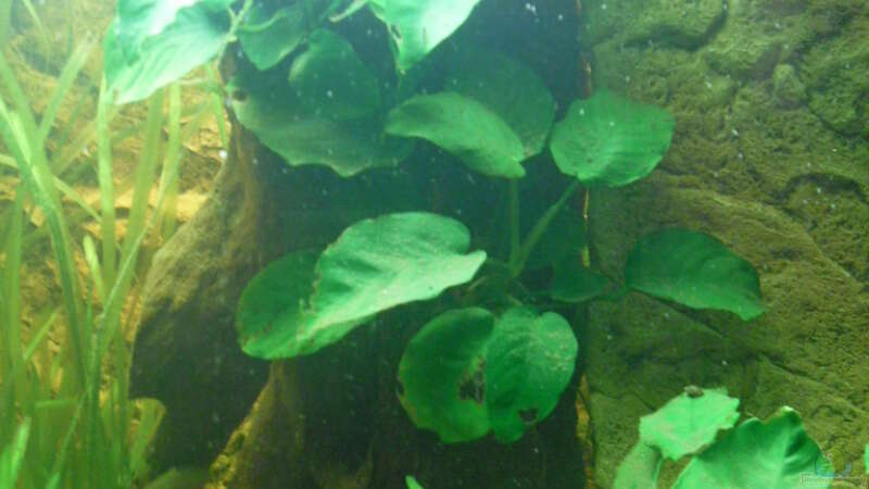 Pflanzen im Aquarium Becken 18437 von simson (2)