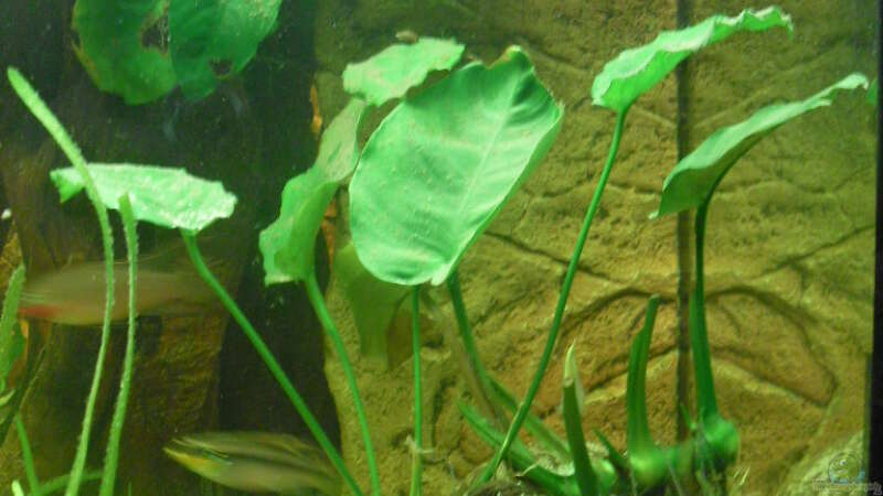 Pflanzen im Aquarium Becken 18437 von simson (4)