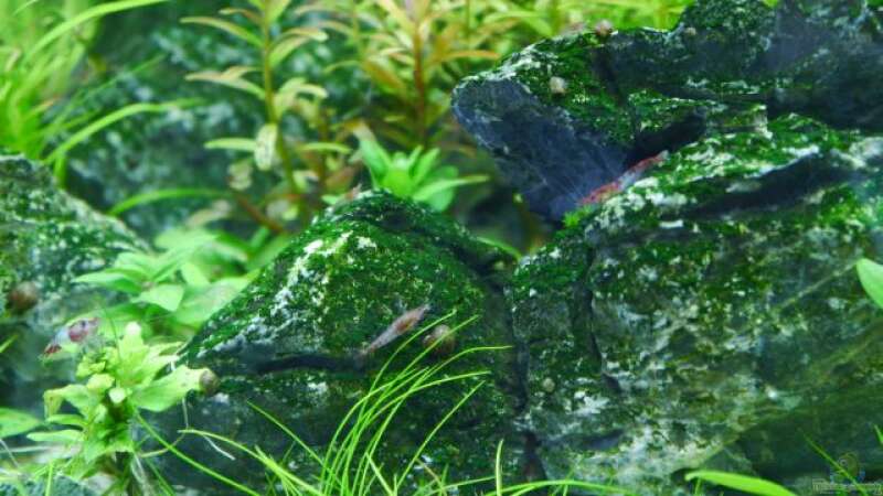 Besatz im Aquarium Seiryu Rocks von Zebraschneggla (10)