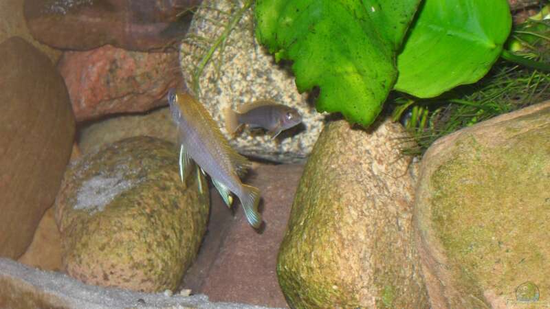 Wem gehört der Steinhaufen? (Labidochromis hongi u Gephyrochromis moori) von delphin (19)