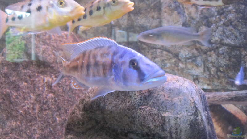 Einrichtungsbeispiele für die Haltung von Tyrannochromis nigriventer im Aquarium  - Tyrannochromis-nigriventeraquarium