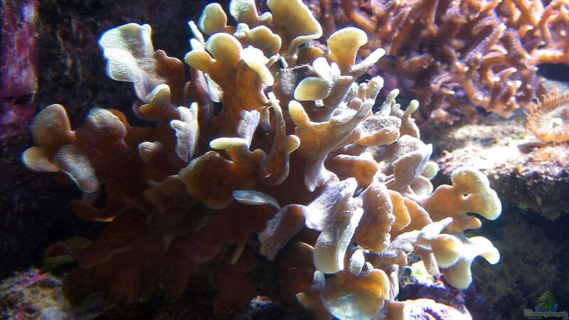 Aquarien mit Steinkorallen  - Steinkoralleaquarium