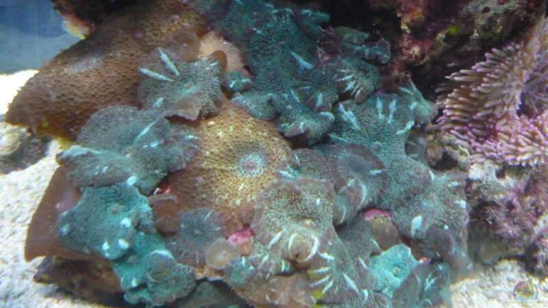 Besatz im Aquarium No´s Reef von TheNo (10)