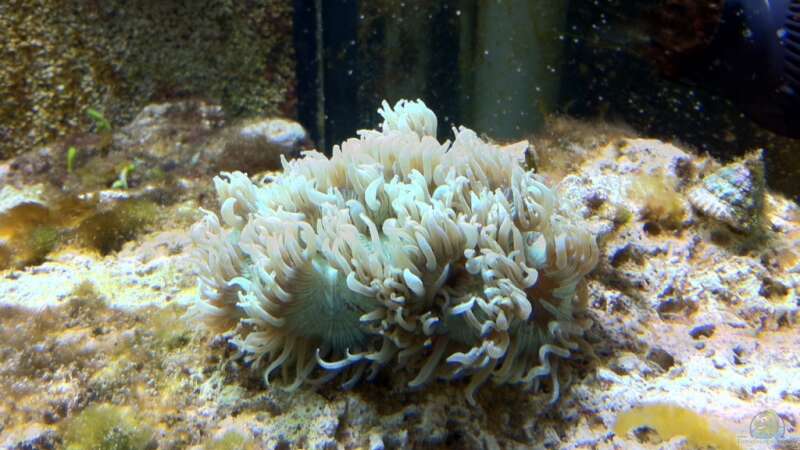 Besatz im Aquarium No´s Reef von TheNo (14)