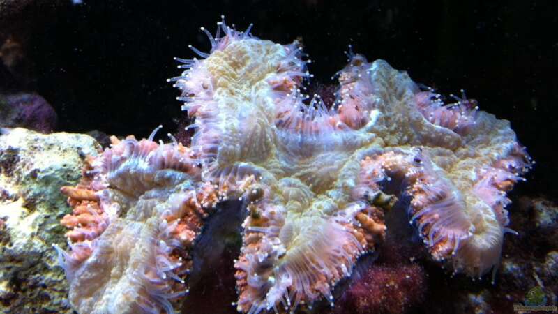 Besatz im Aquarium No´s Reef von TheNo (16)