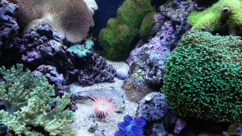Besatz im Aquarium No´s Reef von TheNo (7)