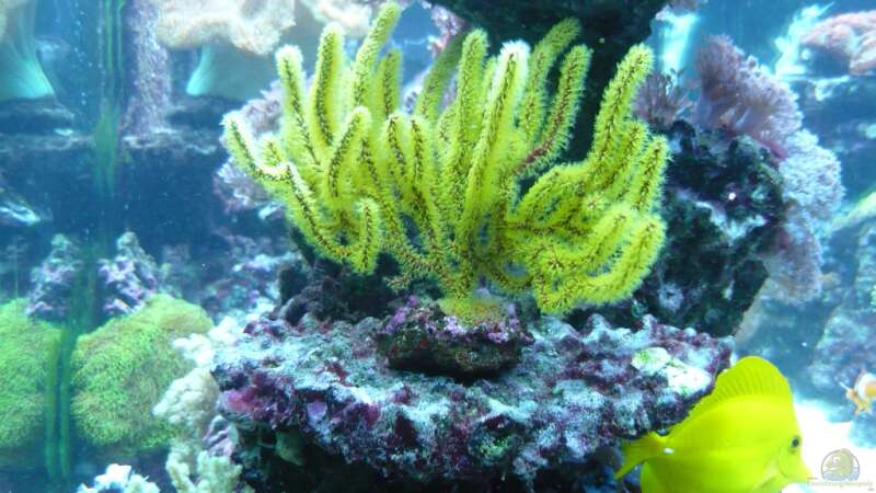 Besatz im Aquarium No´s Reef von TheNo (8)