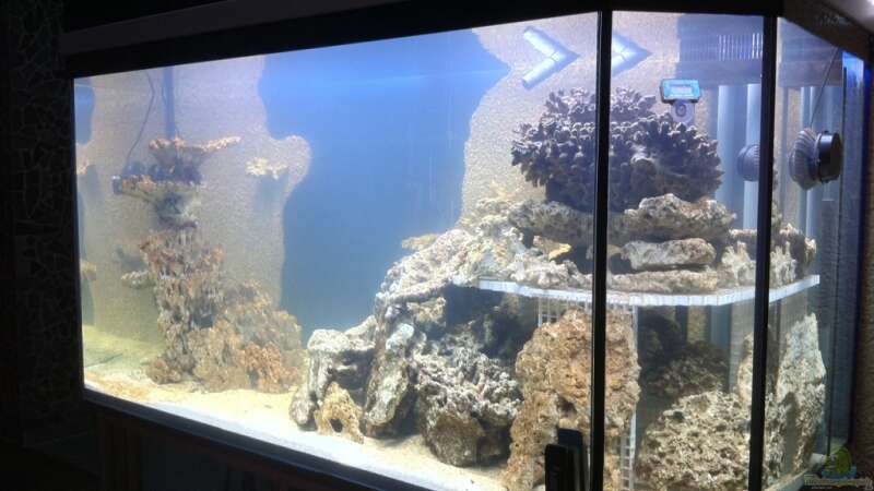 Dekoration im Aquarium No´s Reef von TheNo (5)