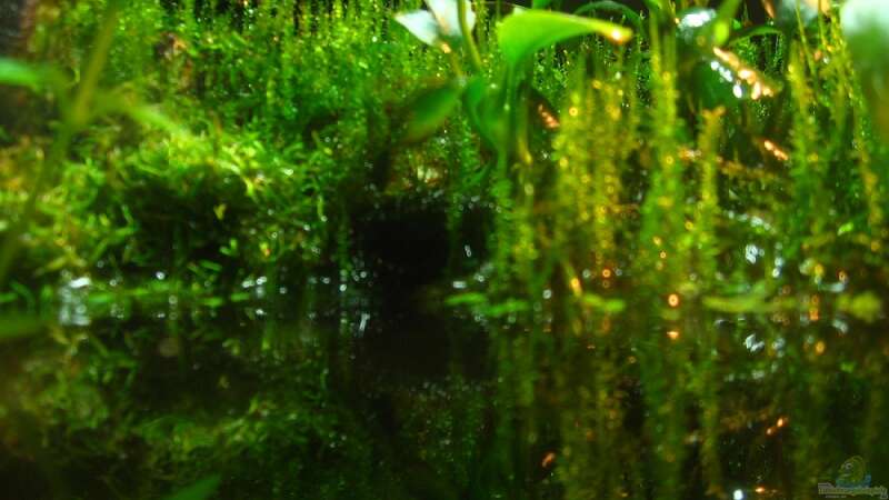 Pflanzen im Aquarium Brackwasser Paludarium Mangrovenkrabben von Manni 13 (10)