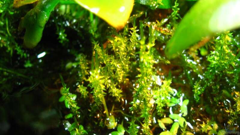 Pflanzen im Aquarium Brackwasser Paludarium Mangrovenkrabben von Manni 13 (4)
