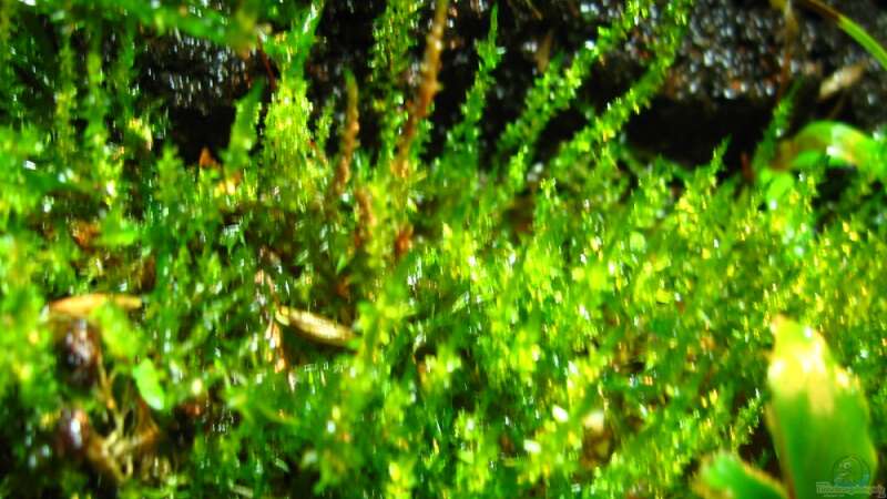 Pflanzen im Aquarium Brackwasser Paludarium Mangrovenkrabben von Manni 13 (9)