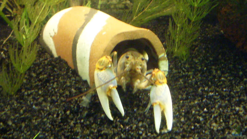 Aquarien mit Cherax-Arten (Austral-Pazifische Flusskrebse)  - Cheraxaquarium
