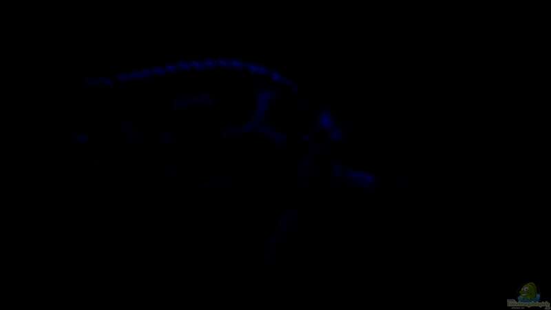 Nimbochromis venustus unter Mondlicht von Bene Weinberger (3)
