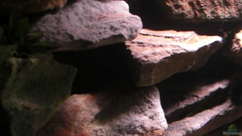 Aquarium Mbuna Rocks von Kai Pragal (8)