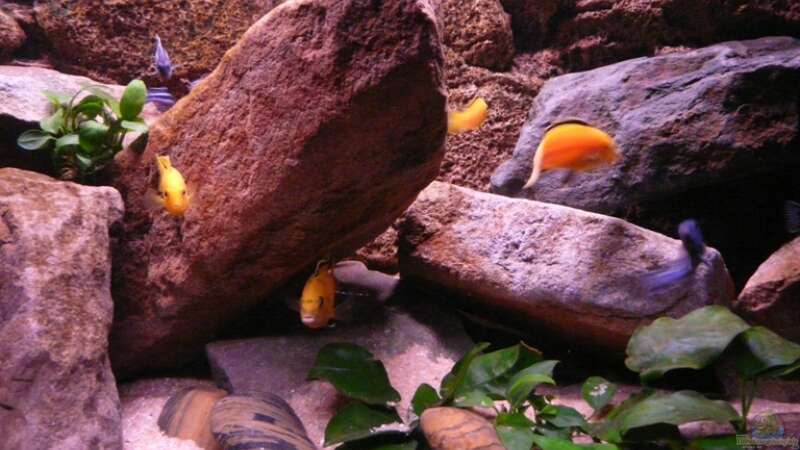 Besatz im Aquarium Mbuna Rocks von Kai Pragal (28)