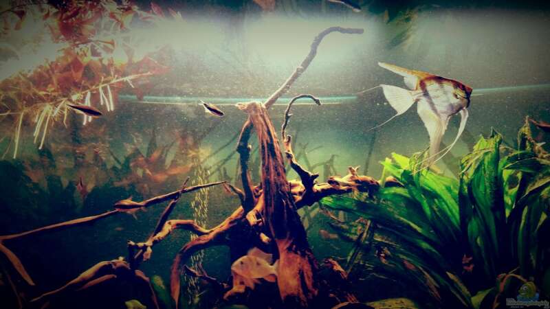 Dekoration im Aquarium Amazonas &quot;Regenzeit&quot; von AqUaFr34K (25)