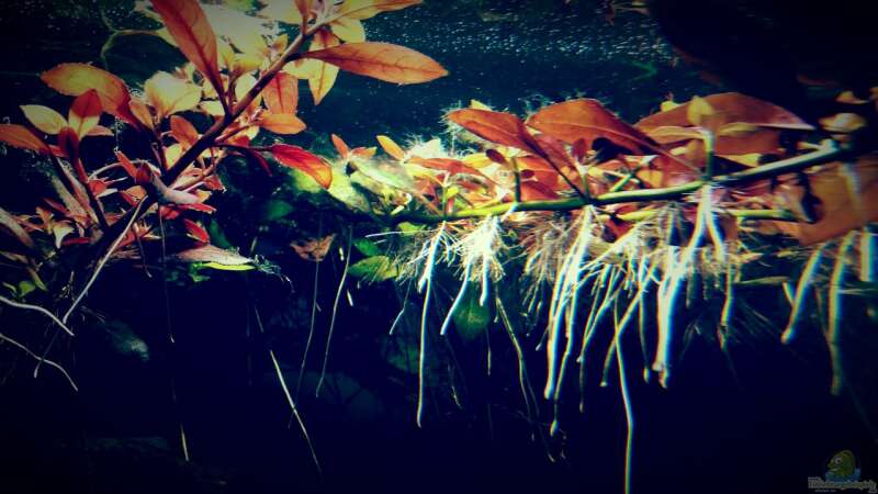 Pflanzen im Aquarium Amazonas &quot;Regenzeit&quot; von AqUaFr34K (17)
