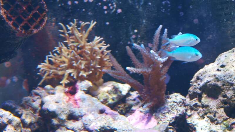 links: Seriatopora hystrix - Christusdorn-Koralle oder Stachelbuschkoralle; rechts: von Christian Holtkamp (9)