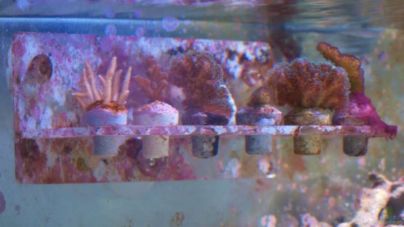 reefplugs mit diversen Korallenablegern von Christian Holtkamp (19)