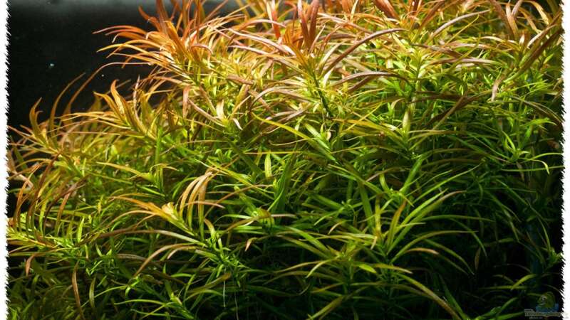 Pflanzen im Aquarium High Voltage von pogona (4)