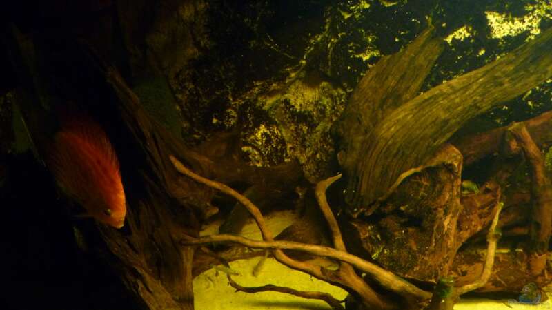 Dekoration im Aquarium Rio Pampo (aufgelöst) von carkl (19)